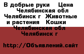 В добрые руки. › Цена ­ 1 - Челябинская обл., Челябинск г. Животные и растения » Кошки   . Челябинская обл.,Челябинск г.